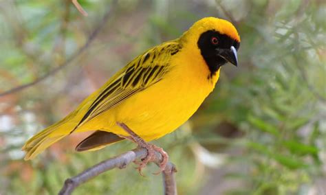 The Weaver Bird: A Whimsical Tale Weaving Hope and Resilience Through Brazilian Folklore!